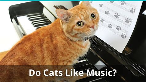 what kind of music do cats like? Do cats have musical tastes?