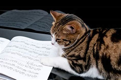 What Music Do Cats Like? And Other Feline-Related Queries